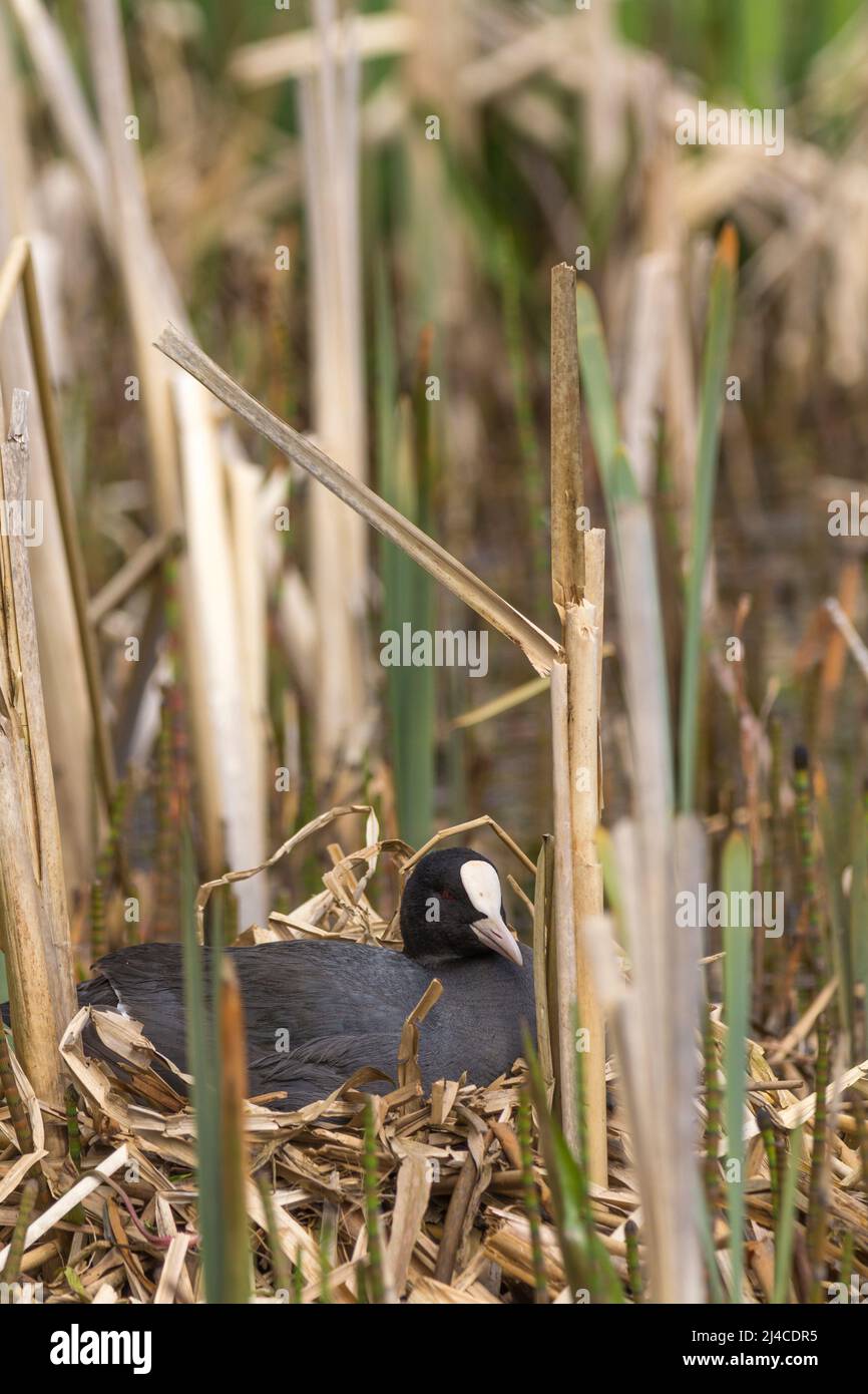 Le coot (Fulica atra) posé sur un nid dans un plumage noir à lit de roseau avec bec blanc et bouclier frontal à la tête de forhead a des orteils de longues pattes. Format portrait Banque D'Images