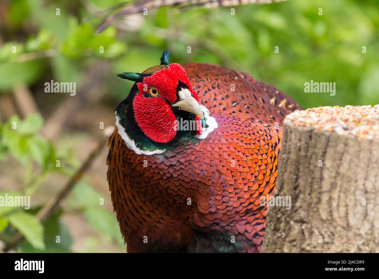 Faisan (Phasianus colchicus) oiseau de gibier mâle rouge arroche bleu vert lustre sur la tête orange brun corps plumage et longue queue orange et collier blanc Banque D'Images