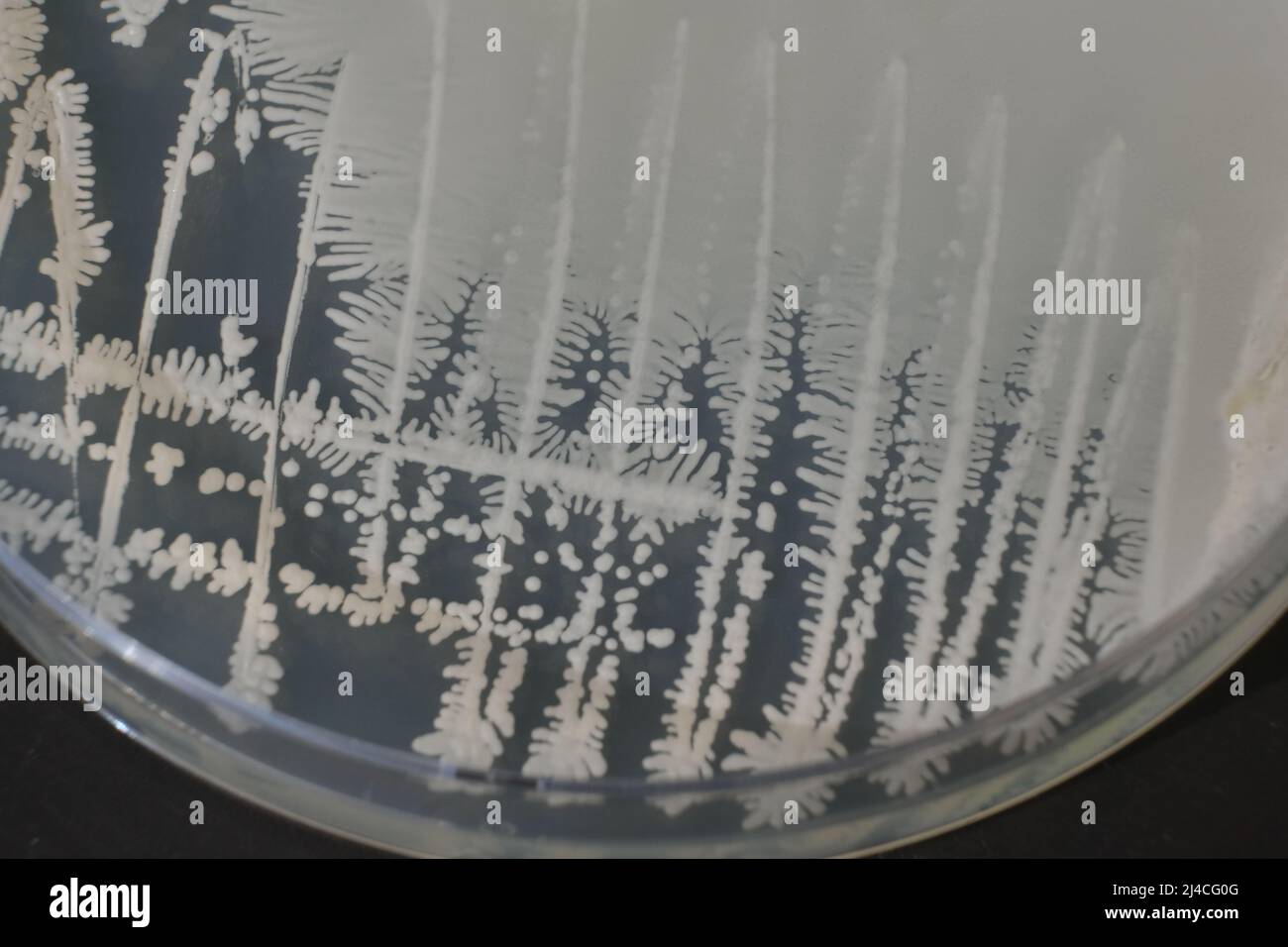 PHOTO DE GROS PLAN DES BACTÉRIES ET DES CHAMPIGNONS GRWOTH SUR MILIEU GÉLOSÉ DANS UNE PLAQUE EN PLASTIQUE Banque D'Images