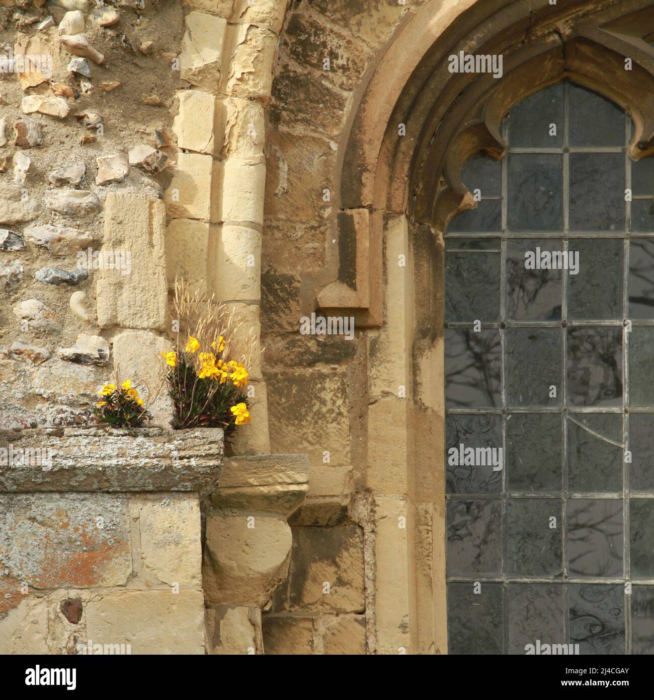 Belles fleurs jaunes sur les murs du Prieuré de Bingham, Norfolk Banque D'Images