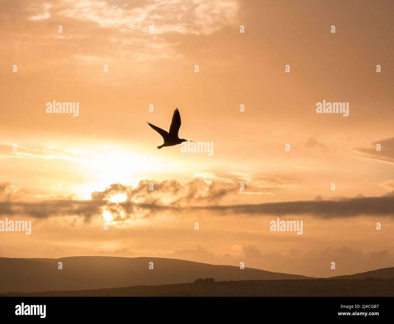 le curlew solitaire vole pour mettre le coucher du soleil sur l'islland d'orkney Banque D'Images