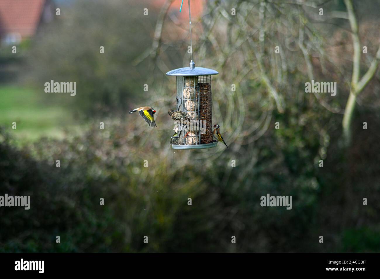 Un pingouin doré, Carduelis carduelis, volant vers une mangeoire d'oiseaux suspendue, avec un étourneau, Sturnus vulgaris mangeant des boules de suif Banque D'Images