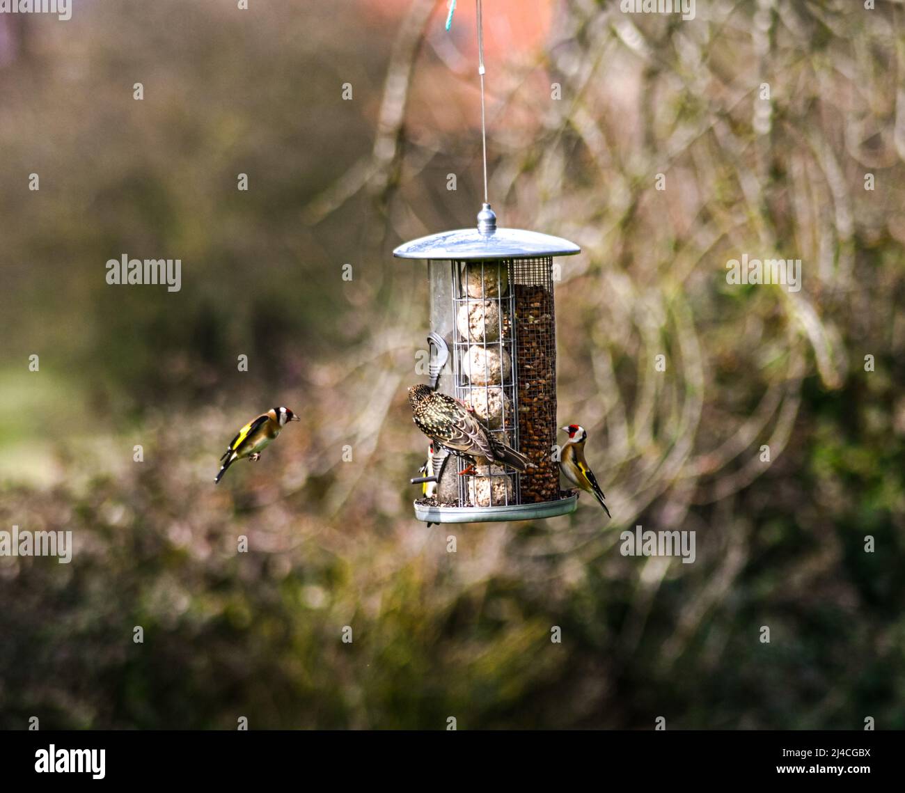 Un pingouin doré, Carduelis carduelis, volant vers une mangeoire d'oiseaux suspendue, avec un étourneau, Sturnus vulgaris mangeant des boules de suif Banque D'Images
