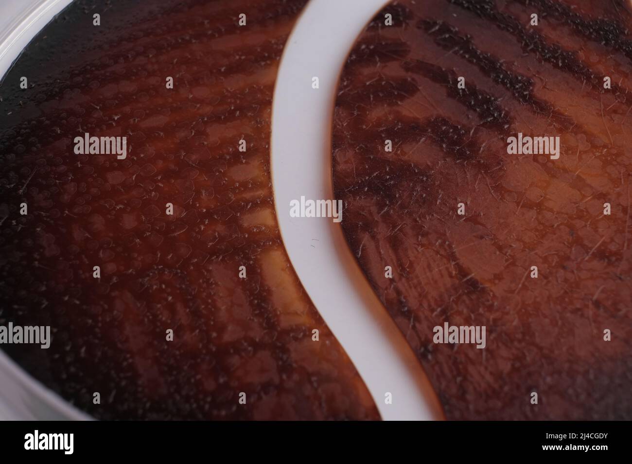 PHOTO DE GROS PLAN DES BACTÉRIES ET DES CHAMPIGNONS GRWOTH SUR MILIEU GÉLOSÉ DANS UNE PLAQUE EN PLASTIQUE Banque D'Images