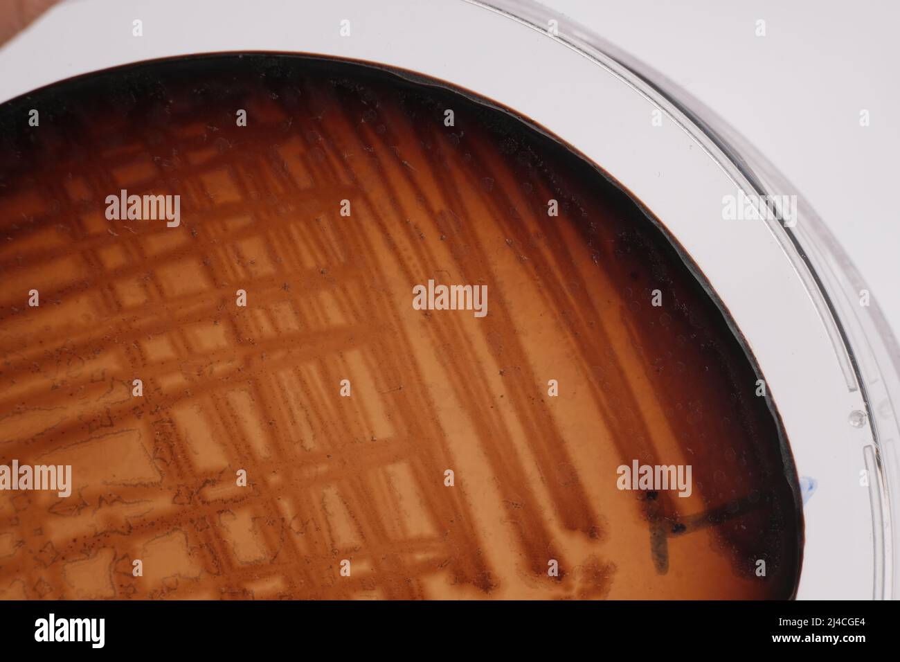 PHOTO DE GROS PLAN DES BACTÉRIES ET DES CHAMPIGNONS GRWOTH SUR MILIEU GÉLOSÉ DANS UNE PLAQUE EN PLASTIQUE Banque D'Images