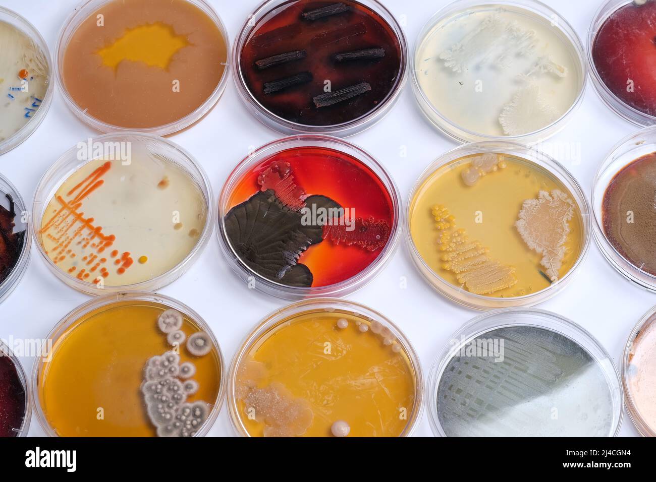 LA COLLECTE DE BOÎTES DE PETRI CONTIENT DES CELLULES DE CROISSANCE OFBACTERIAL ET FONGIQUES Banque D'Images