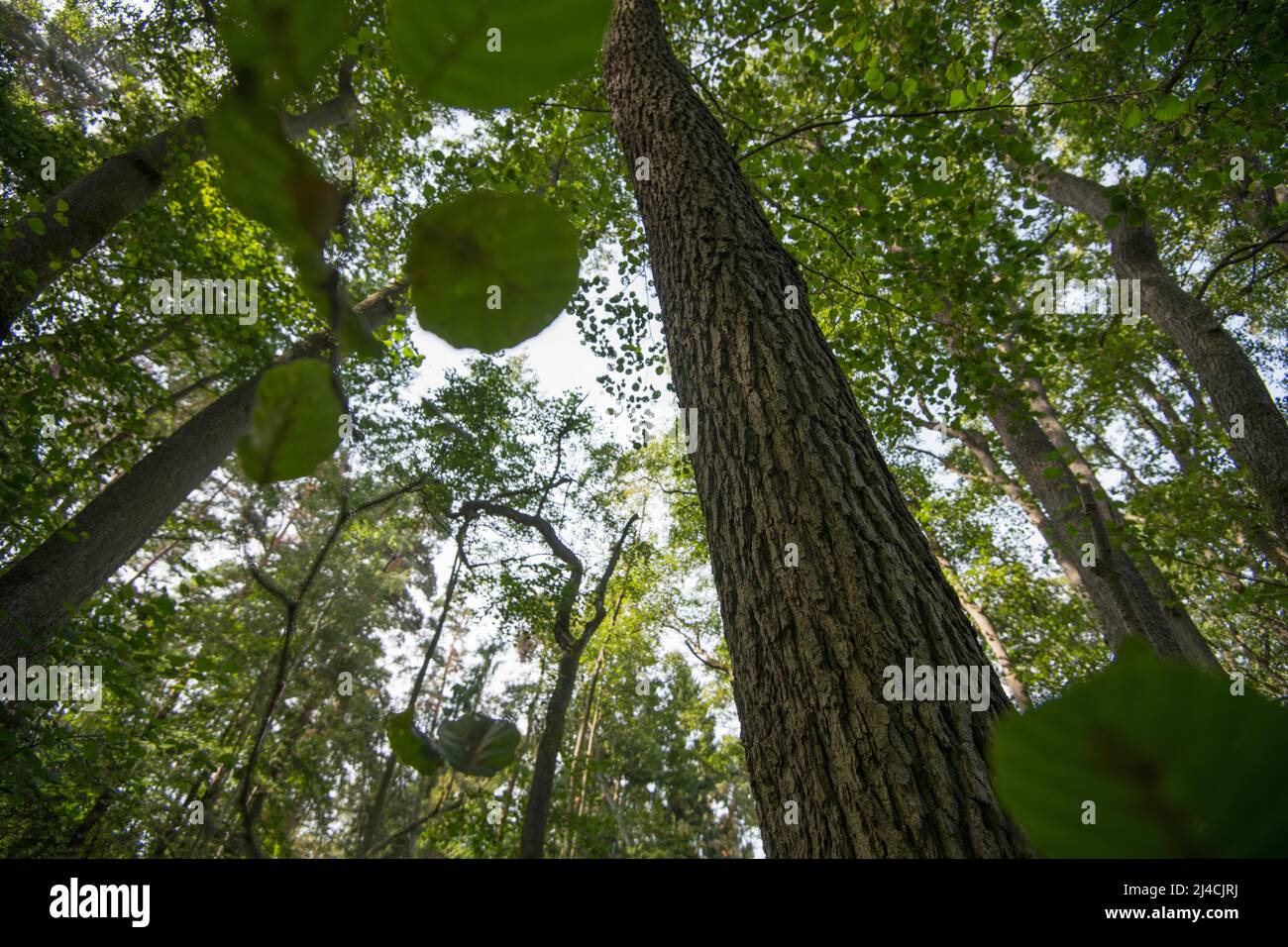 Aulne noir (Alnus glutinosa), vue le long du tronc dans la couronne d'arbre, parc national de Vorpommersche Boddenlandschaft, Mecklembourg-Poméranie occidentale Banque D'Images