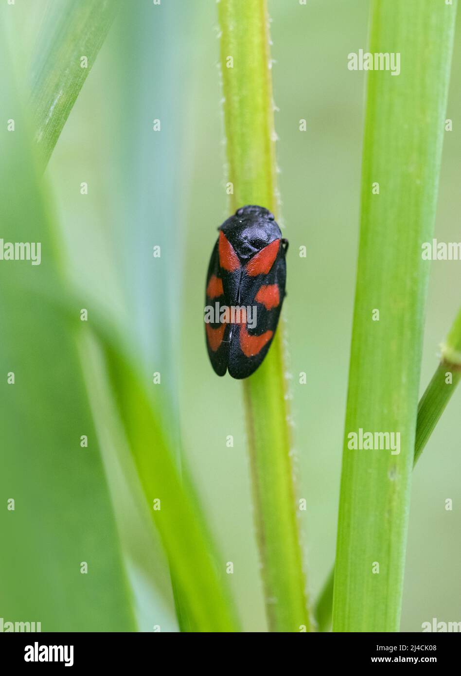 Froghopper rouge et noir (Cercovis vulnerata), reposant sur une lame d'herbe, Diesfordter Wald, Rhénanie-du-Nord-Westphalie Banque D'Images