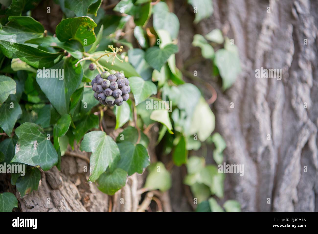 La lierre commune (Hedera Helix), le fruit mûr est une source importante de nourriture pour les oiseaux, Düsseldorf, Allemagne Banque D'Images