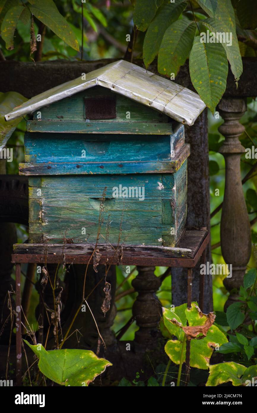 Boîte à ruches en bois, c'est une boîte rectangulaire utilisée pour piéger et transporter l'essaim. Il est fixé près de l'entrée de la ruche avec un (ou) deux peignes à l'intérieur pendant Banque D'Images