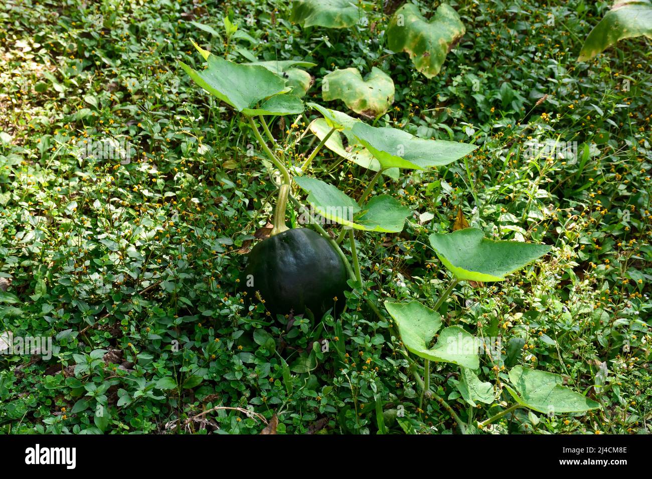 Cucurbita maxima, communément connu sous le nom de potiron, vigne verte de l'arbre de plante de potiron poussant sur terre Banque D'Images