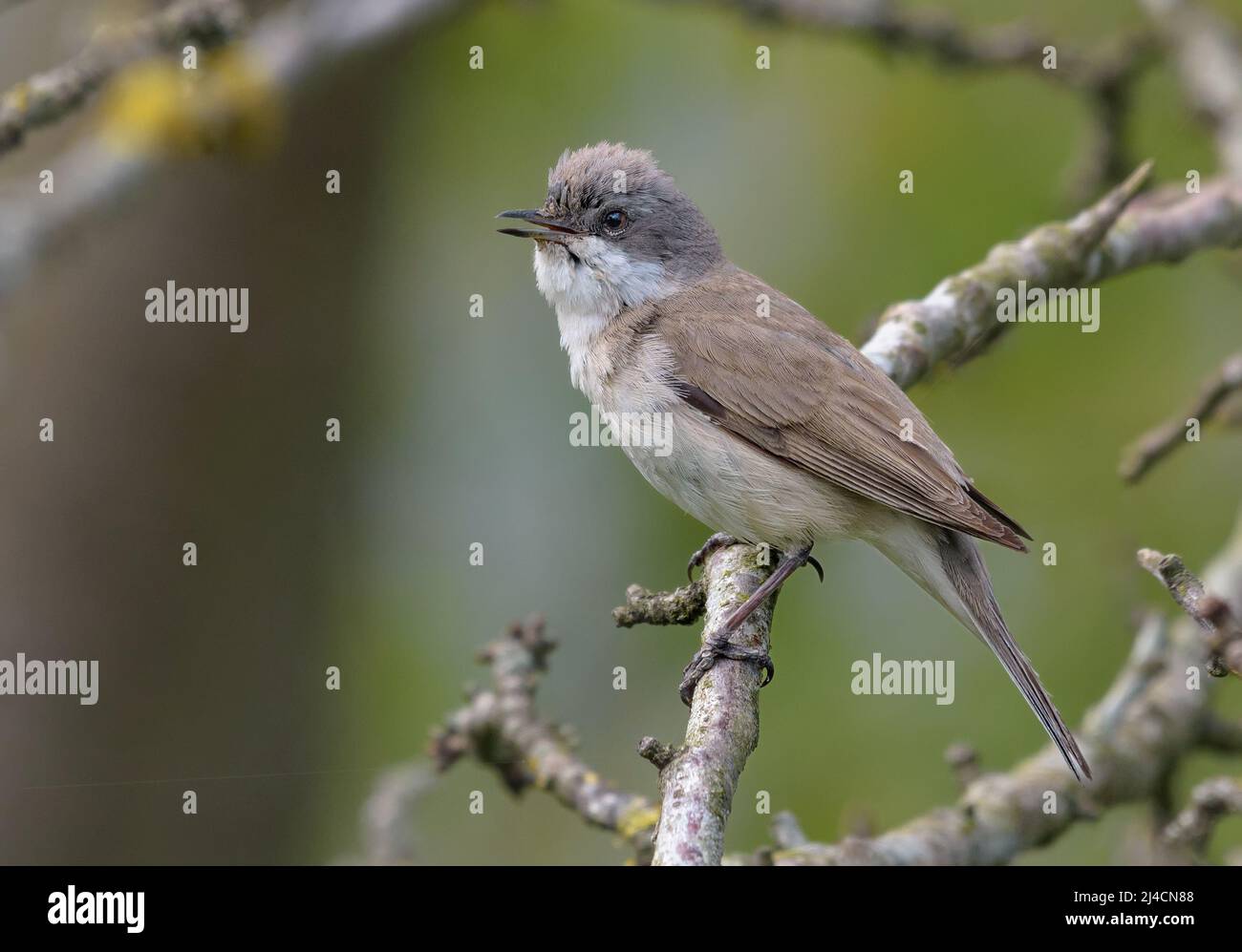 Le petit whethroat masculin adulte (Curruca curruca) chante sa jolie chanson comme il est assis sur de petites branches de Bush Banque D'Images
