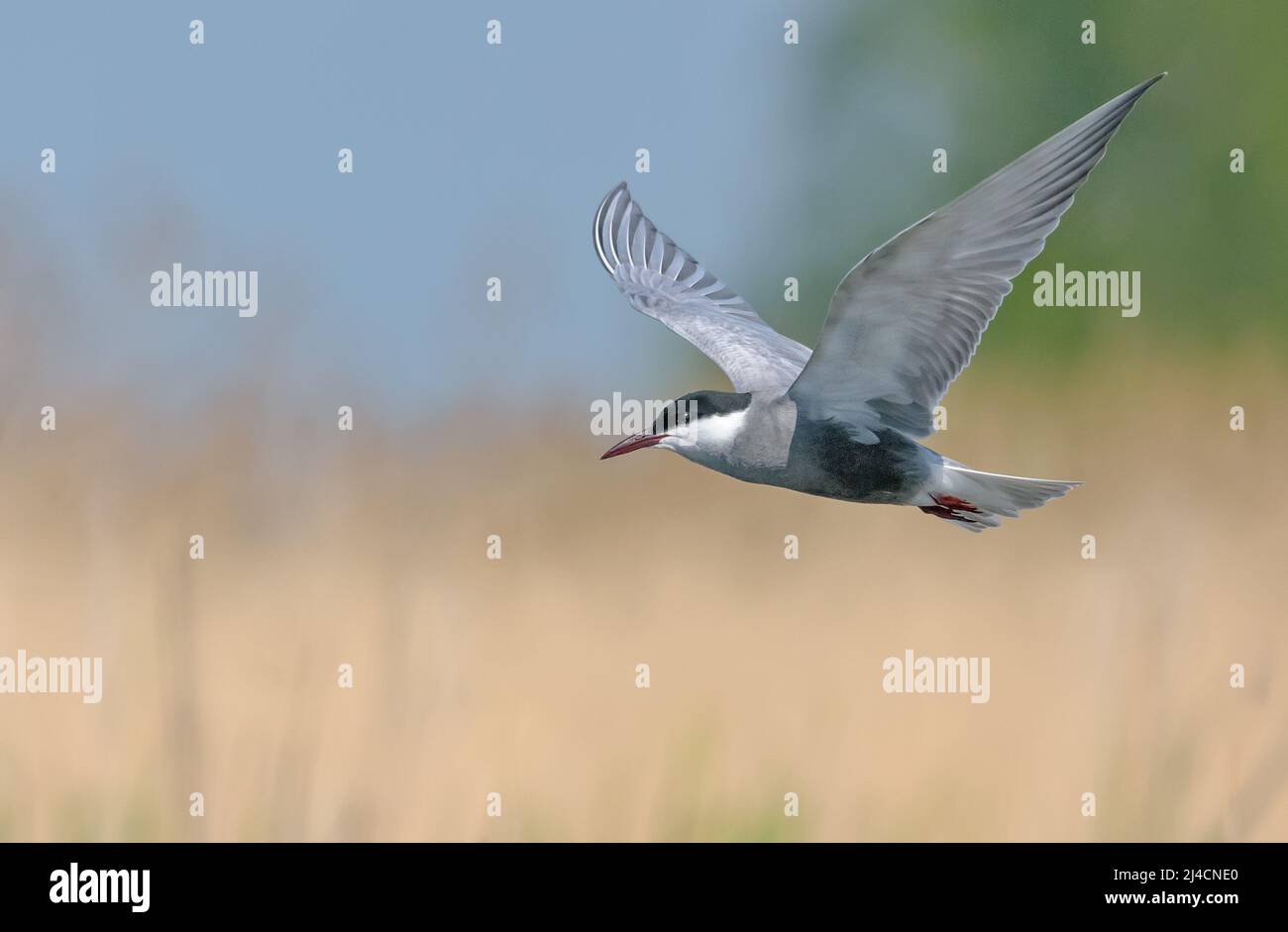 La sterne à moustaches (Chlidonias hybrida) survole le lit de rivière à la recherche de nourriture avec de larges ailes panées Banque D'Images