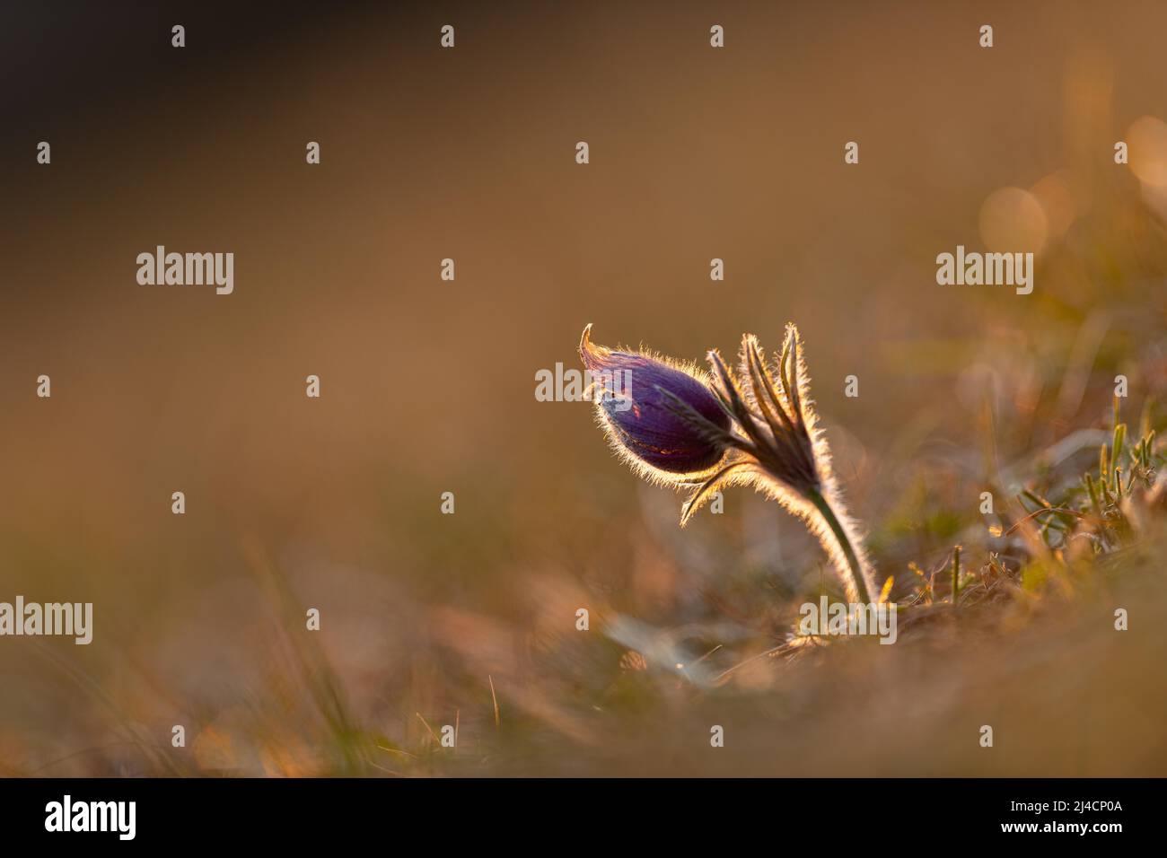 Fleur de Pasque (Pulsatilla vulgaris), fleur unique dans la prairie sèche du canton d'Argau, Suisse Banque D'Images