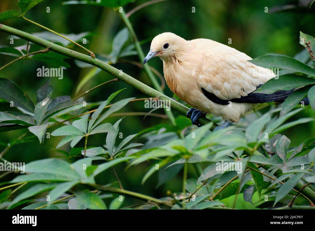 Pied Imperial Pigeon (Ducula bicolor), adulte, assis dans un arbre, captive, l'occurrence l'Australie Banque D'Images