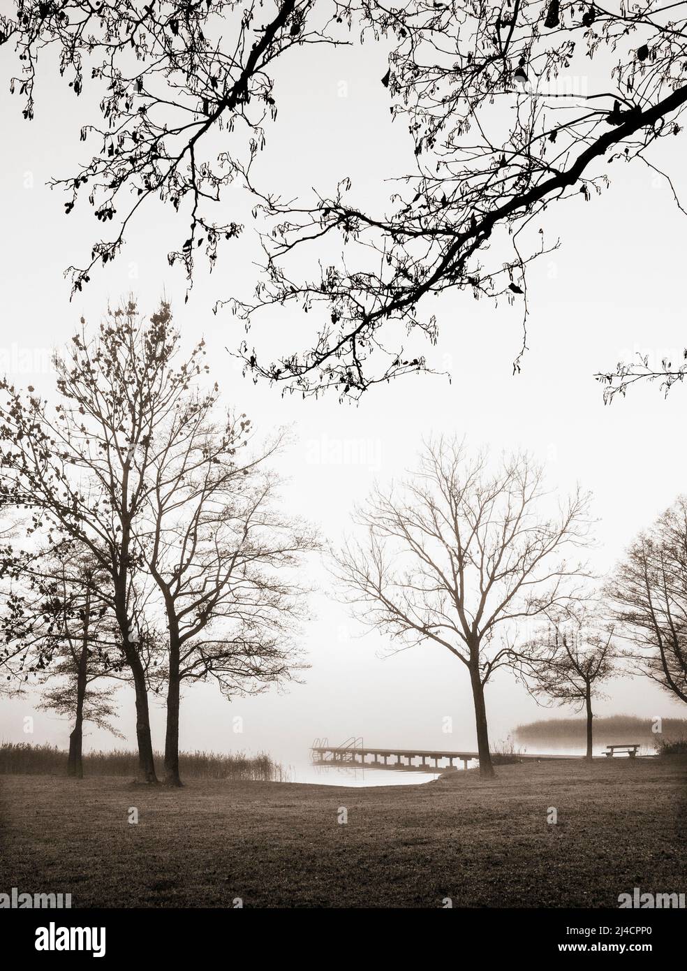 Groupe d'arbres sur la rive de Mondsee dans la brume matinale, couleurs sépia, paysage d'automne, Mondseeland, Salzkammergut, Haute-Autriche, Autriche Banque D'Images