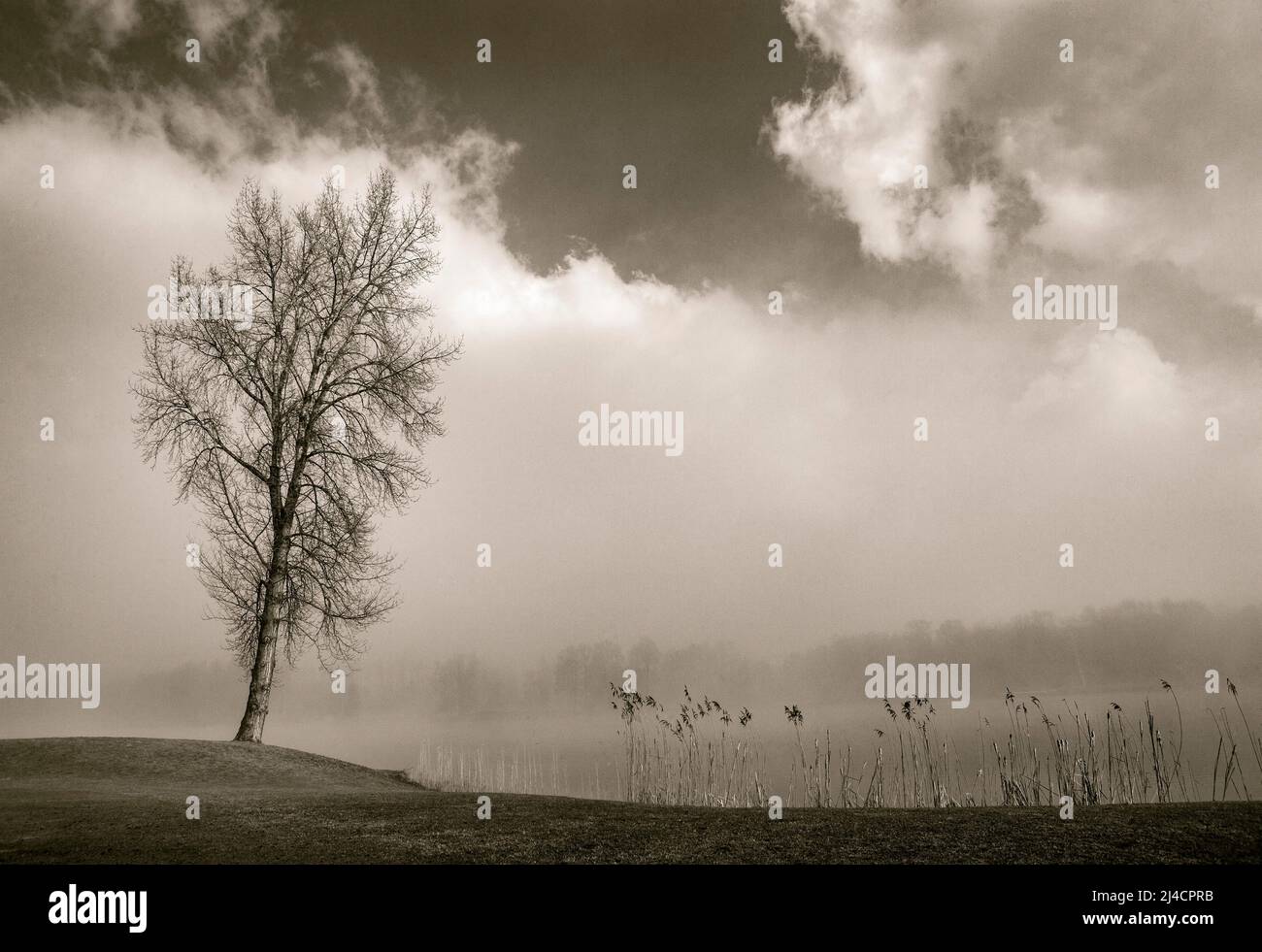 Brume matinale automnale avec bouleau sur les rives de Mondsee, couleurs sépia, Mondseeland, Salzkammergut, haute-Autriche, Autriche Banque D'Images
