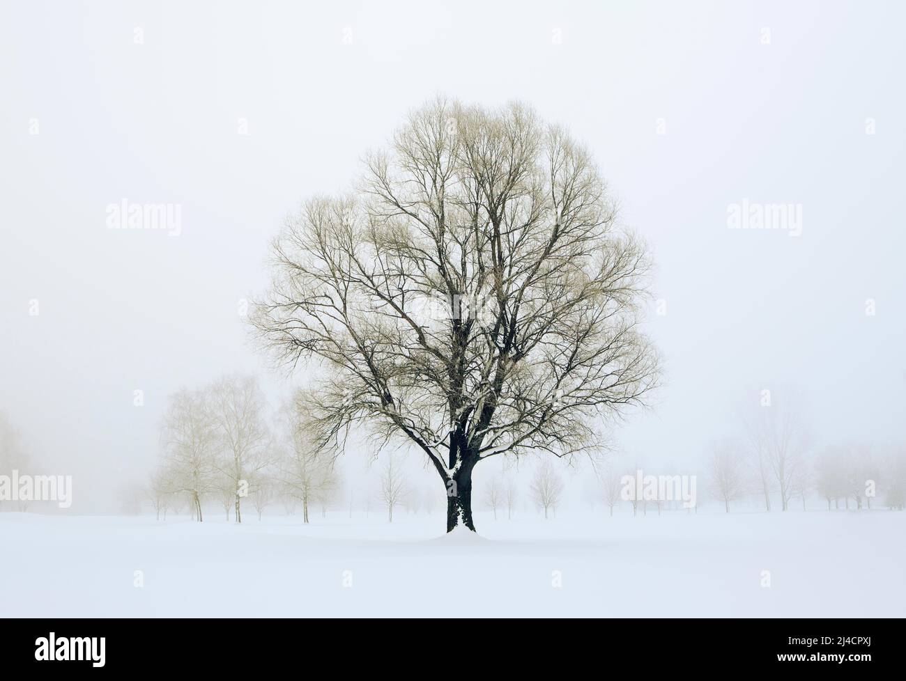 Arbre neigeux dans la brume matinale, couleurs sépia, paysage d'hiver, Mondseeland, Mondsee, Salzkammergut, haute-Autriche, Autriche Banque D'Images