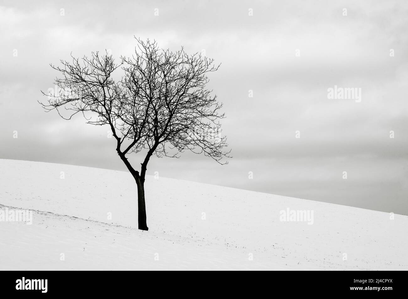 Neige dans la brume matinale, couleurs sépia, paysage d'hiver, Mondseeland, Mondsee, Salzkammergut, haute-Autriche, Autriche Banque D'Images