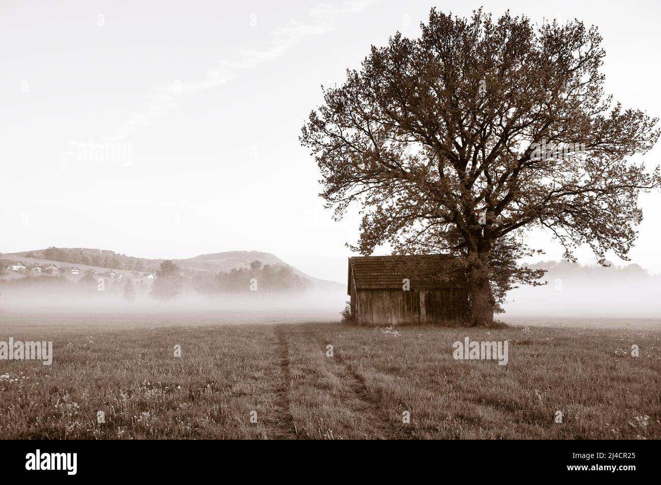 Paysage de prairie avec grange et arbre dans la brume matinale, couleurs sépia, paysage d'automne, Mondseeland, Salzkammergut, Haute-Autriche, Autriche Banque D'Images