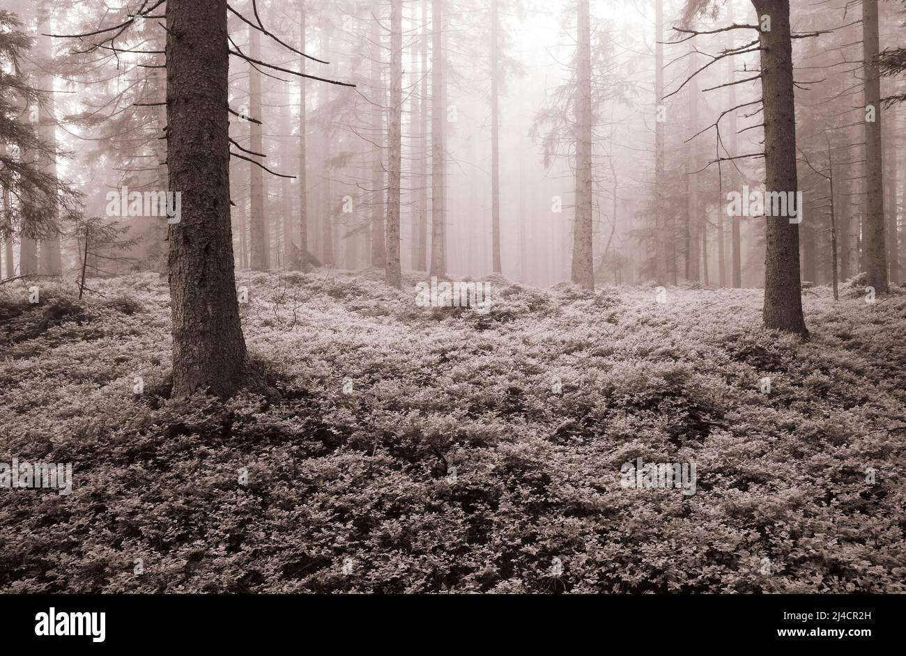 Brume matinale dans la forêt de conifères, couleurs sépia, paysage d'automne, Mondsee, Mondseeland Salzkammergut, Haute-Autriche, Autriche Banque D'Images