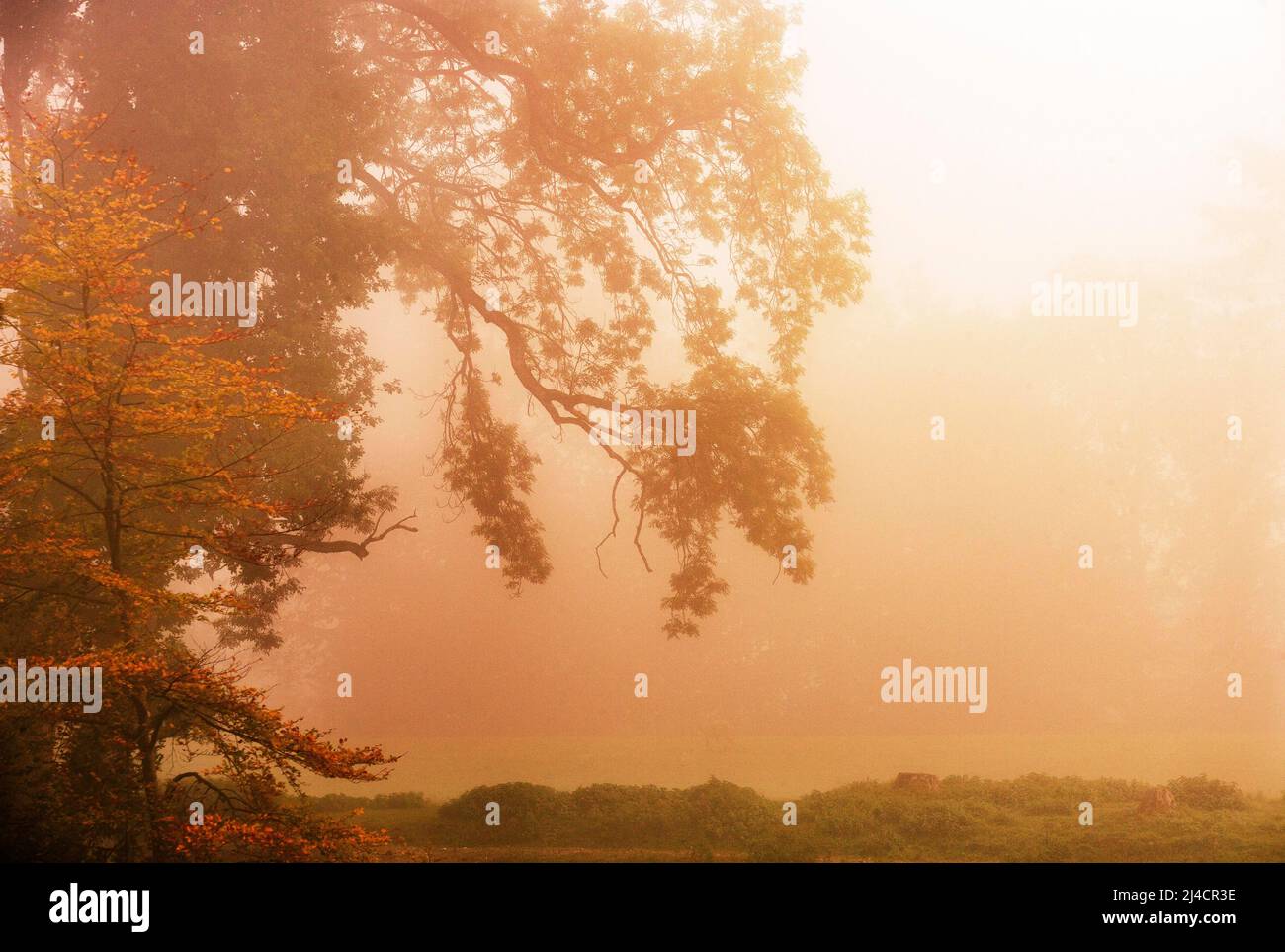 Branches d'un vieux arbre à feuilles caduques dans la brume matinale, couleurs sépia, paysage d'automne, Mondseeland, Salzkammergut, Haute-Autriche, Autriche Banque D'Images