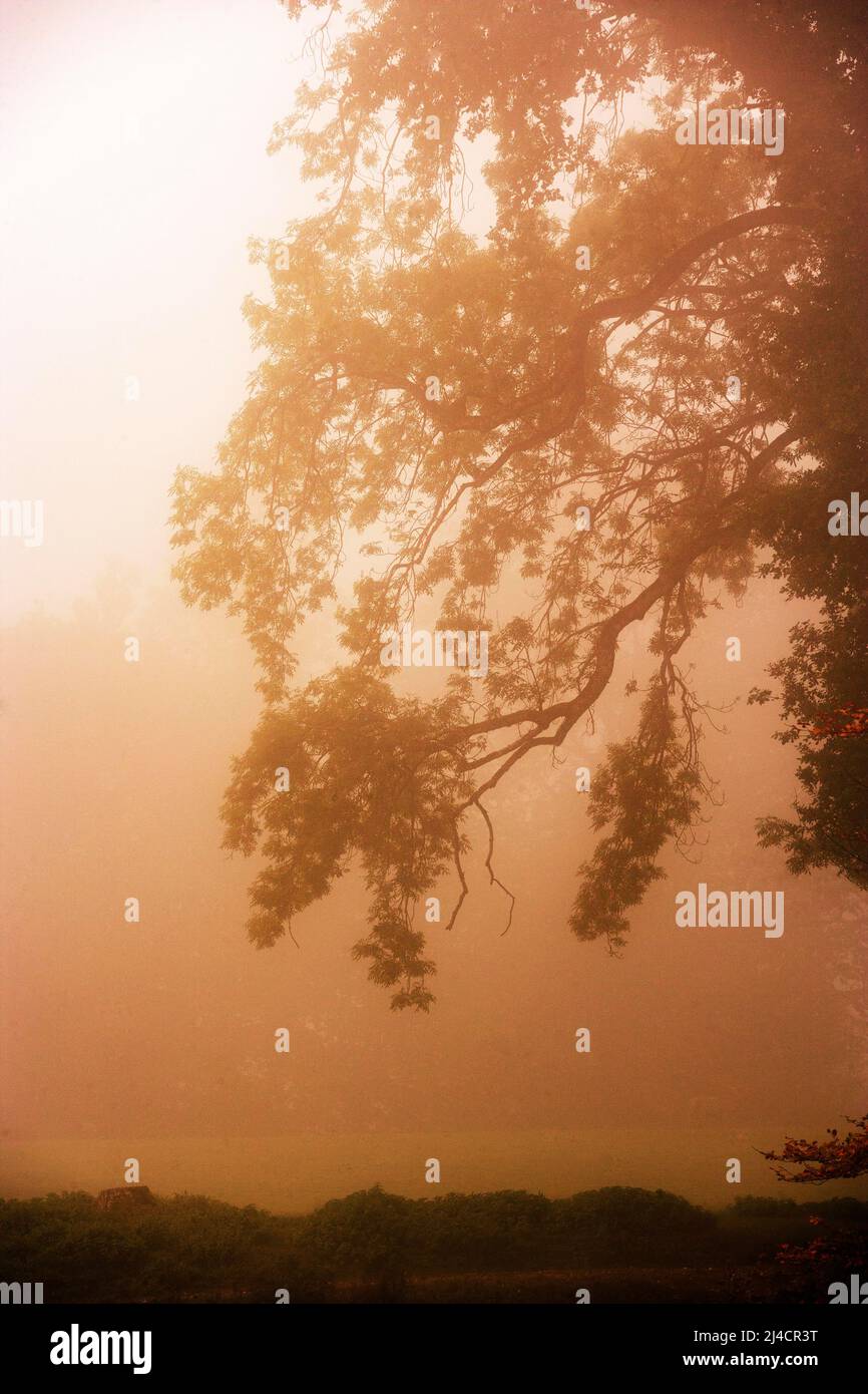 Branches d'un vieux arbre à feuilles caduques dans la brume matinale, couleurs sépia, paysage d'automne, Mondseeland, Salzkammergut, Haute-Autriche, Autriche Banque D'Images