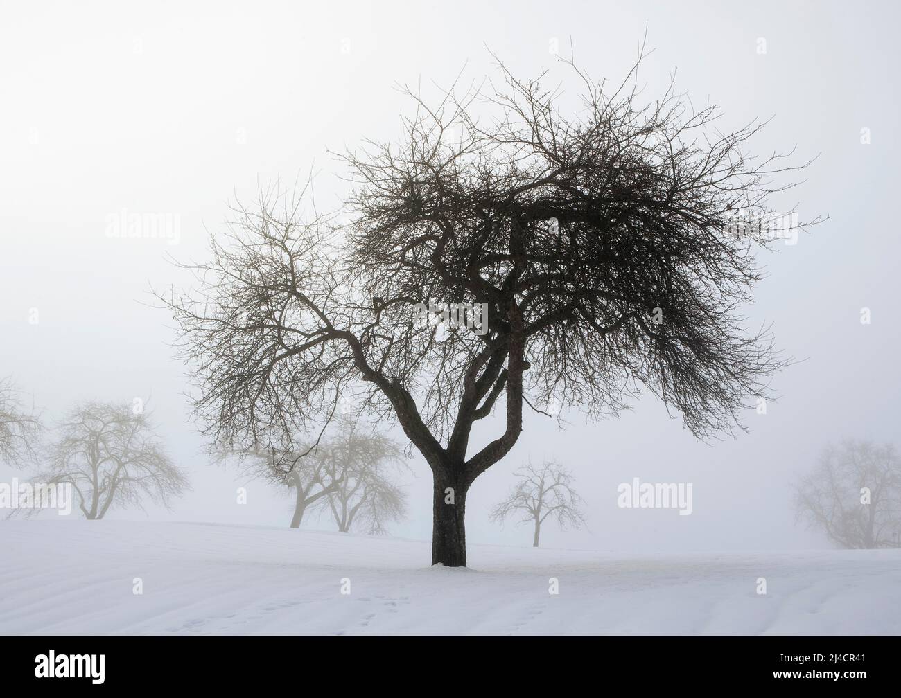 Arbre neigeux dans la brume matinale, couleurs sépia, paysage d'hiver, Mondseeland, Mondsee, Salzkammergut, haute-Autriche, Autriche Banque D'Images