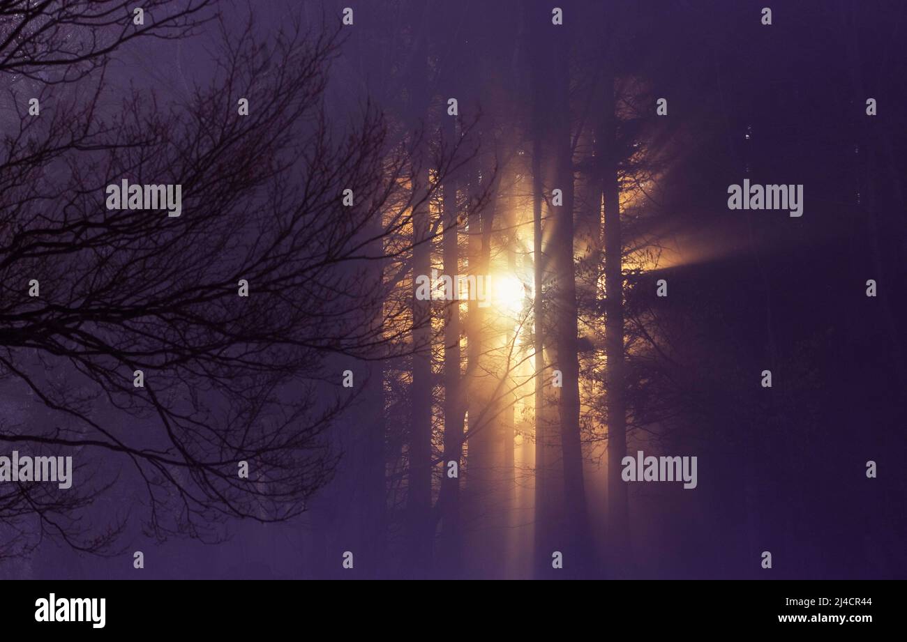 Les rayons du soleil se brisent dans la brume matinale dans la forêt, paysage d'automne, Mondsee, Mondseeland Salzkammergut, haute-Autriche, Autriche Banque D'Images
