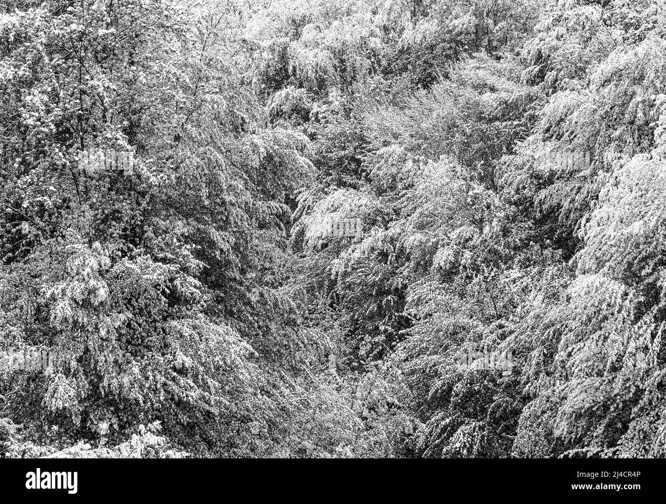 Arbres à feuilles caduques recouverts de neige, début de l'hiver au printemps, haute-Autriche, Autriche Banque D'Images