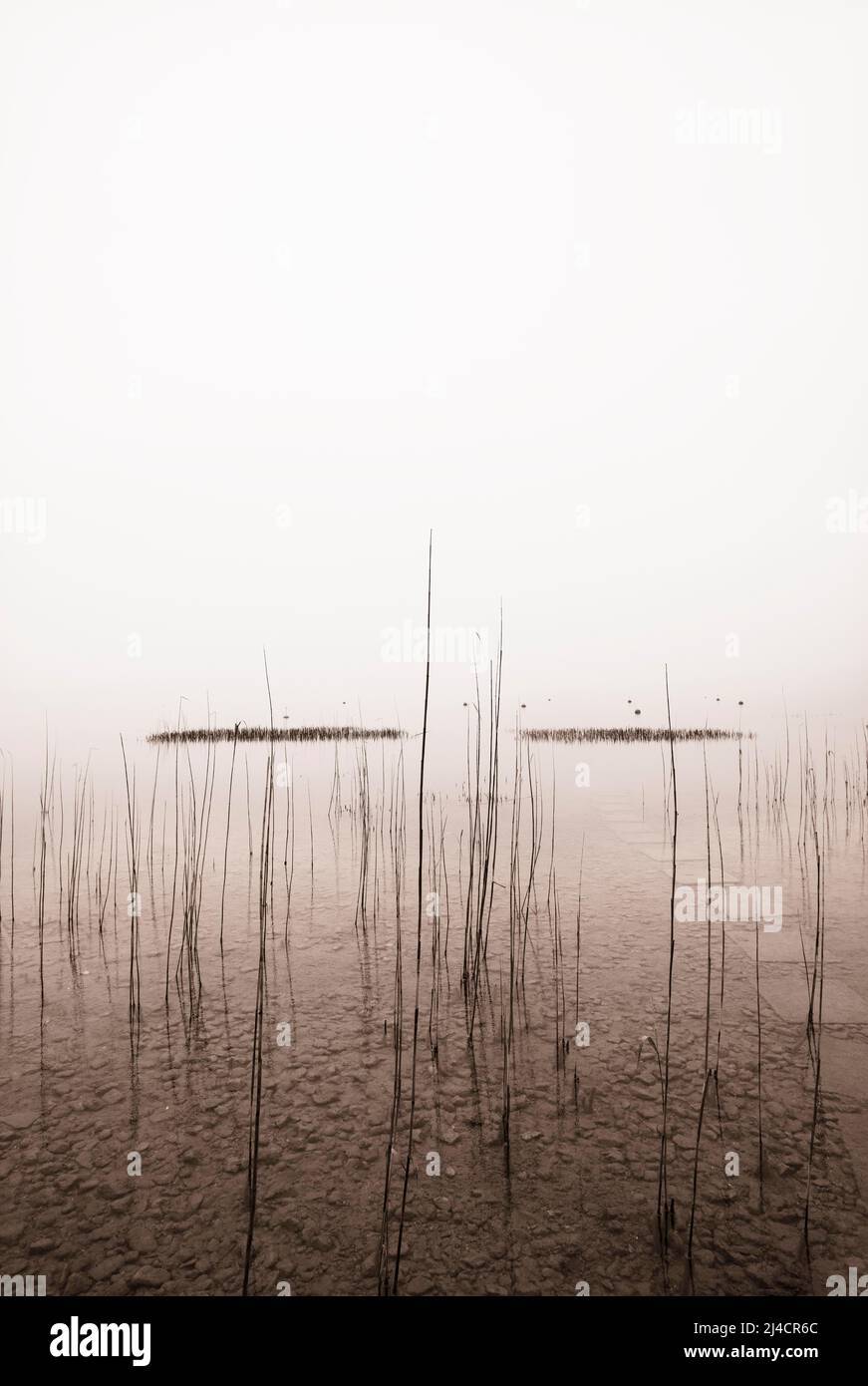 Ceinture de roseau sur le bord du lac dans la brume matinale, couleurs sépia, paysage d'automne, Mondsee, Salzkammergut, Haute-Autriche, Autriche Banque D'Images
