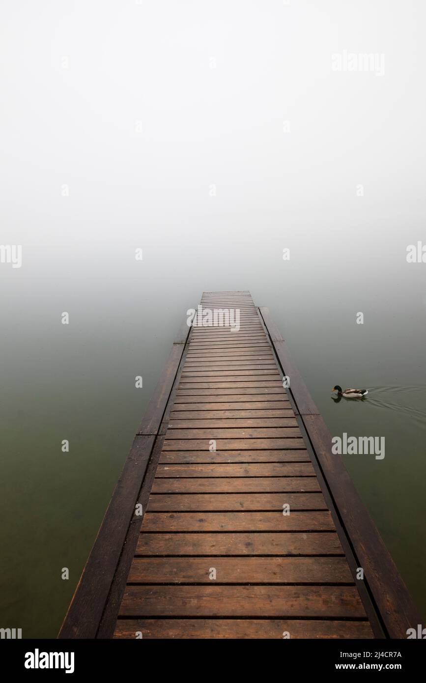 Bain abandonné jetée dans la brume matinale avec le canard, paysage d'automne, Mondsee, Salzkammergut, haute-Autriche, Autriche Banque D'Images