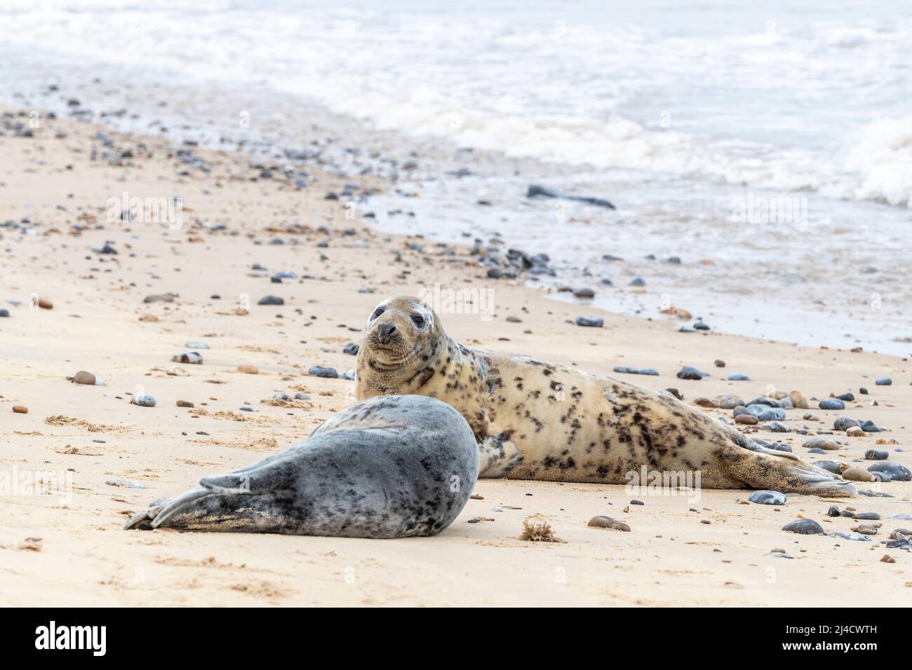 Jeu de horsey, Norflolk. ROYAUME-UNI. Les phoques gris de l'Atlantique ont été échoués pendant la mue en mars 2022 avec des adultes et des calfs le long de la côte. Crédit : Keith J SMI Banque D'Images