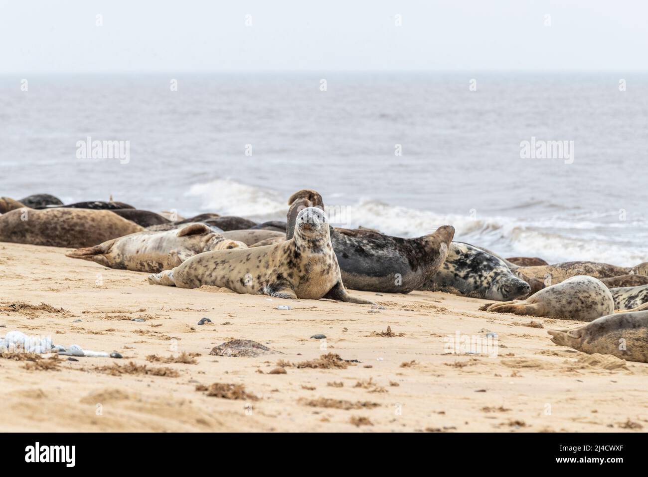 Jeu de horsey, Norflolk. ROYAUME-UNI. Les phoques gris de l'Atlantique ont été échoués pendant la mue en mars 2022 avec des adultes et des calfs le long de la côte. Crédit : Keith J SMI Banque D'Images