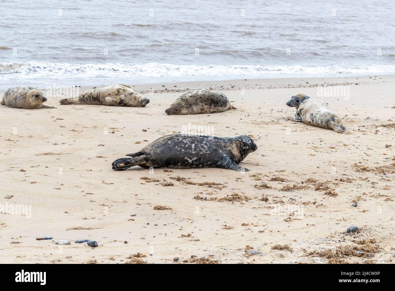Jeu de horsey, Norflolk. ROYAUME-UNI. Les phoques gris de l'Atlantique ont été échoués pendant la mue en mars 2022 avec des adultes et des calfs le long de la côte. Crédit : Keith J SMI Banque D'Images