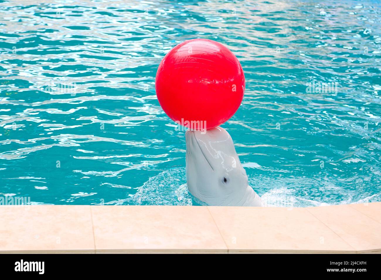 dauphin blanc jouant au ballon rouge Banque D'Images