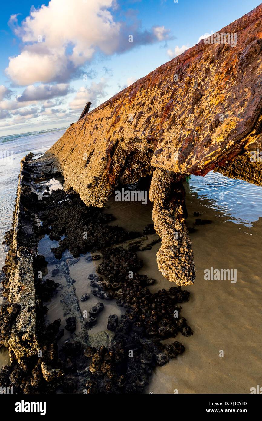 Naufrage de Maheno, sa section de germe tribord penchée. Soixante-dix-cinq Mile Beach, Fraser Island, Queensland, Australie Banque D'Images