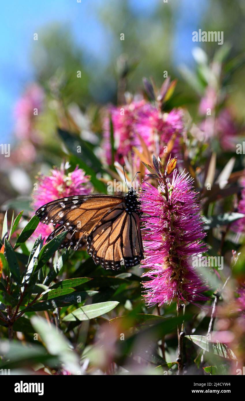 Papillon monarque se nourrissant sur le nectar d'une fleur de bottlebrush australienne rose vif, Callistemon violaceus cultivar. Banque D'Images