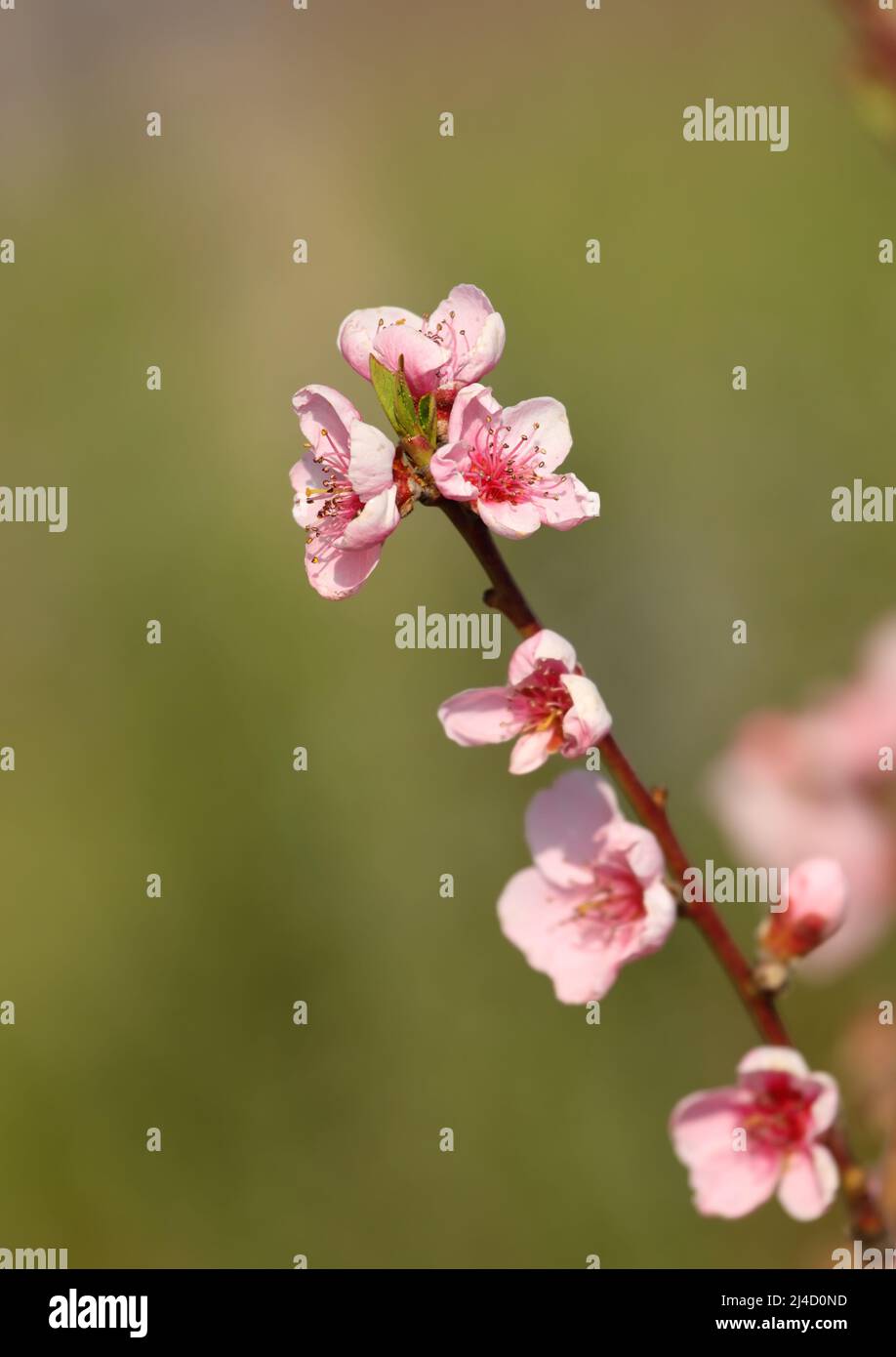 Pêche - Prunus persica - fleur de couleur rose au printemps Banque D'Images