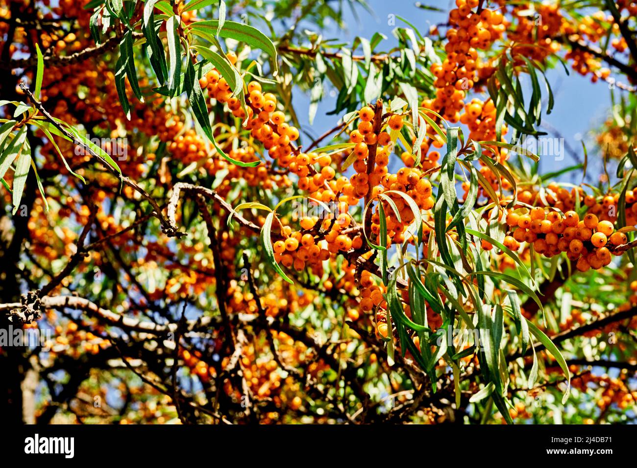 Baies d'argousier médicinales orange vif sur un arbre. Utile et savoureux Banque D'Images