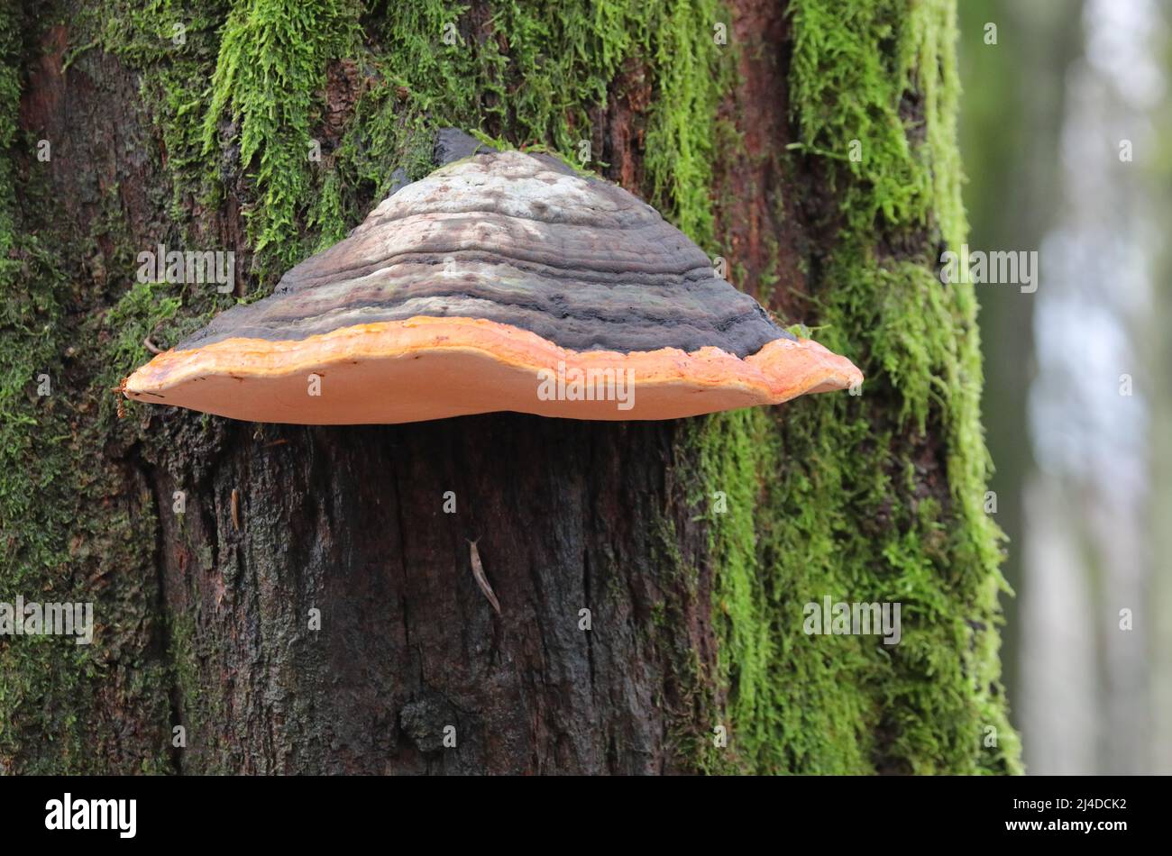 conk à ceinture rouge sur un arbre dans la forêt Banque D'Images
