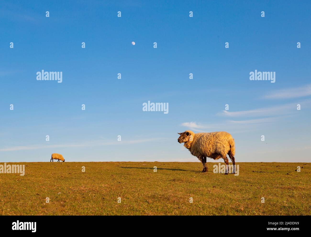 Moutons paître sur les South Downs près d'Eastbourne au coucher du soleil Banque D'Images