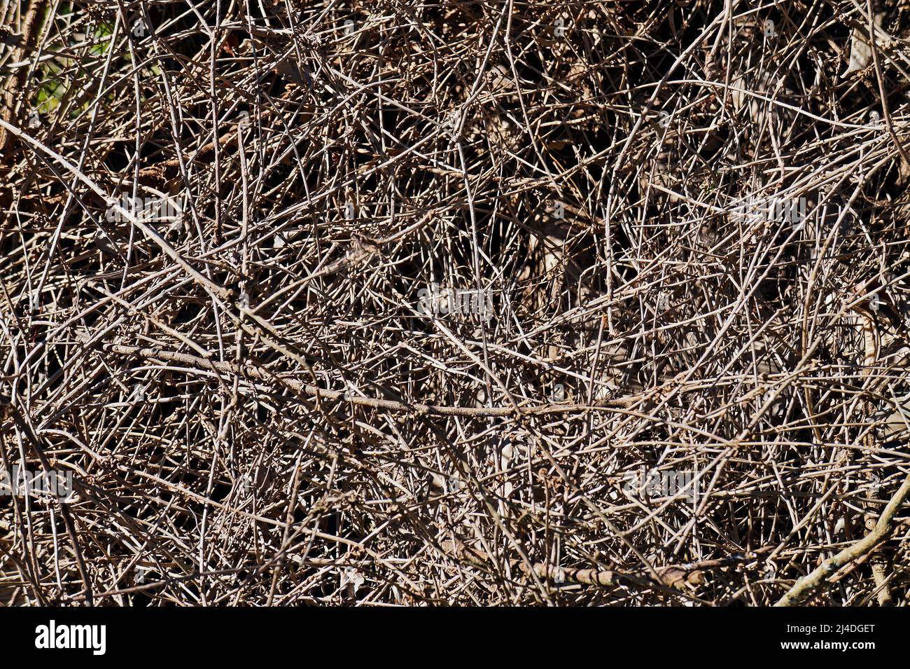 Texture naturelle de l'arrière-plan des branches sèches Banque D'Images