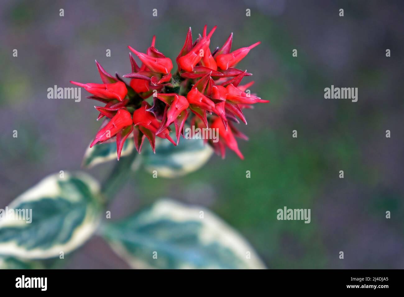 Fleurs de l'épine dorsale du diable (Euphorbia tithymaloides ou Pedilanthus tithymaloides) Banque D'Images