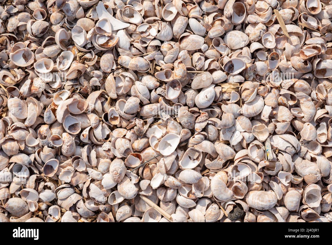 Coquillages d'escargots de mer écrasés sur la plage Banque D'Images