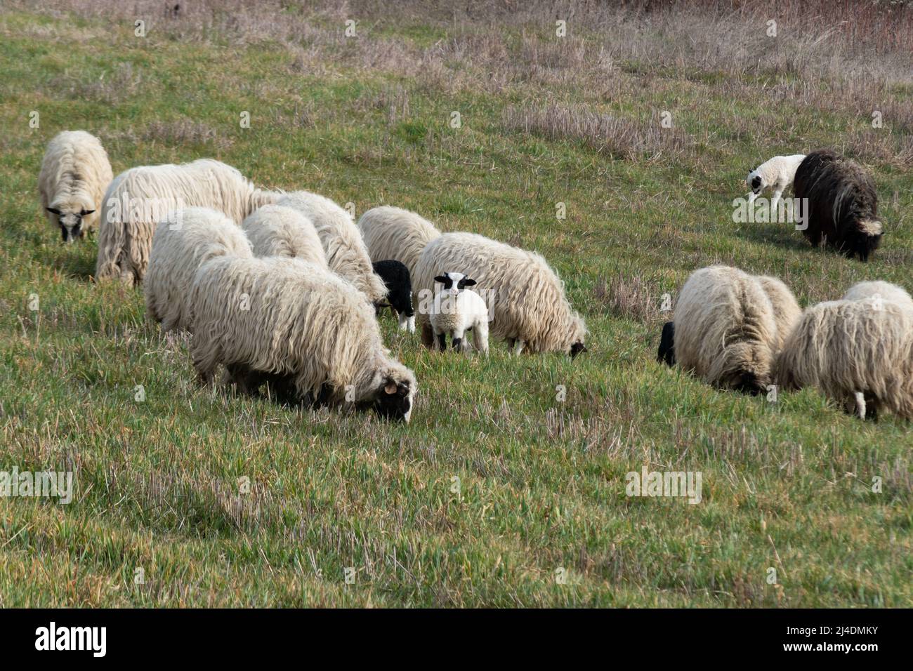 Troupeau de moutons avec des agneaux paissant de l'herbe à flanc de colline au printemps, animaux domestiques en pâturage avec la progéniture Banque D'Images