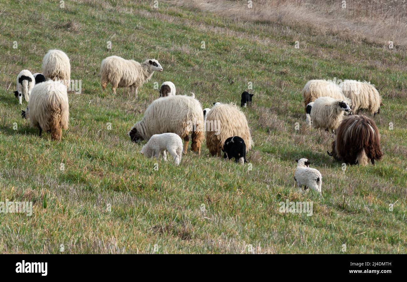 Troupeau de moutons avec des agneaux paissant de l'herbe à flanc de colline au printemps, animaux domestiques en pâturage avec la progéniture Banque D'Images
