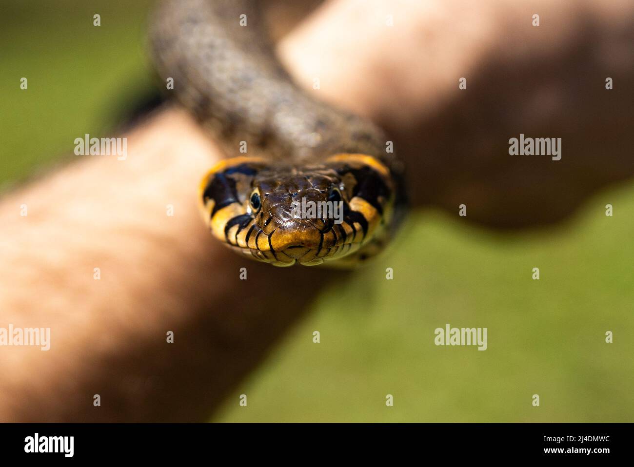 Serpent non venimeux à herbe commune sur un champ d'herbe au soleil. La langue noire des serpents est sortie. Photo macro d'un serpent. Photo de haute qualité Banque D'Images