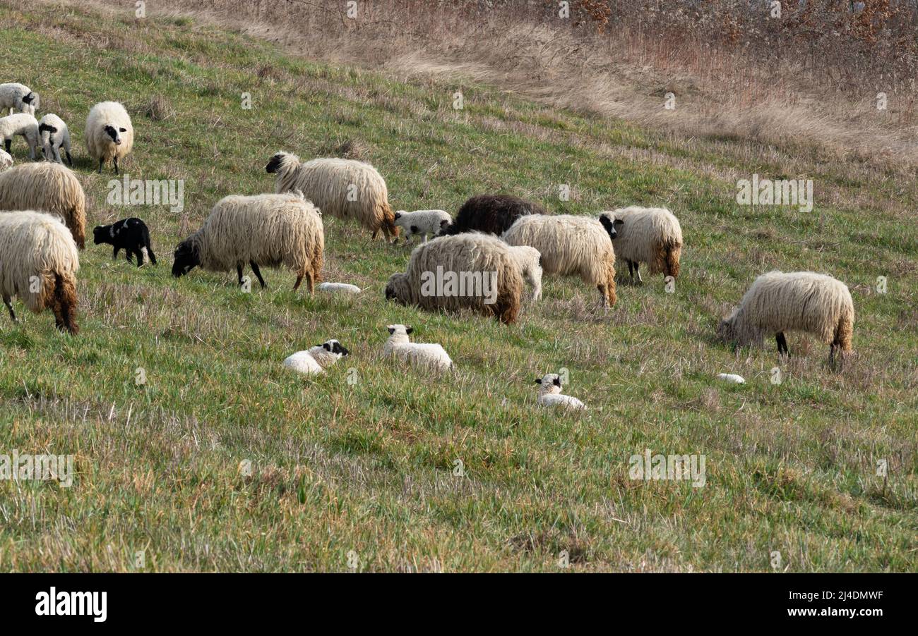 Troupeau de moutons paître l'herbe et les agneaux se reposant dans l'herbe sur la colline au printemps, animaux domestiques dans le pâturage avec la progéniture Banque D'Images