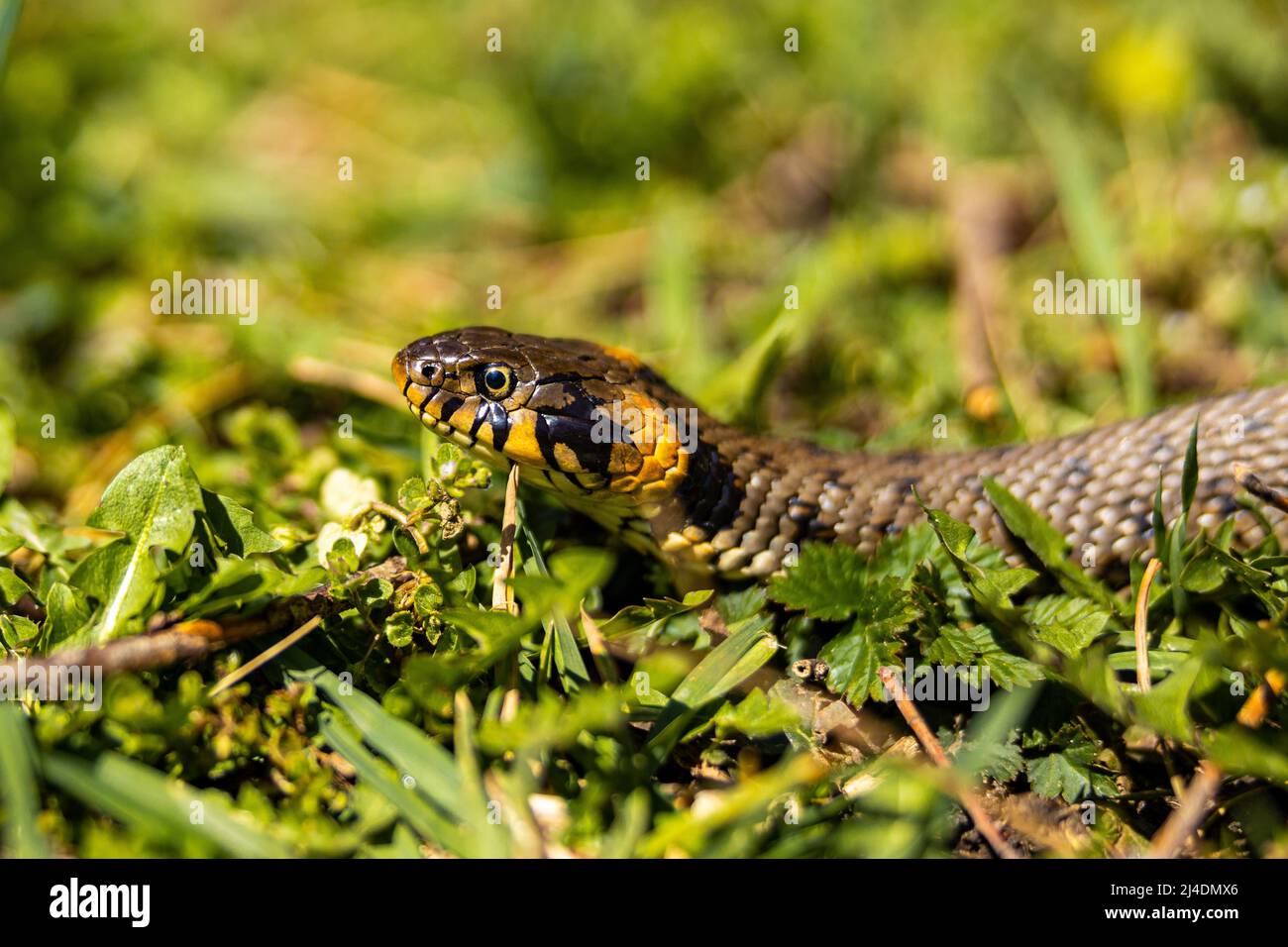 Serpent non venimeux à herbe commune sur un champ d'herbe au soleil. La langue noire des serpents est sortie. Photo macro d'un serpent. Photo de haute qualité Banque D'Images